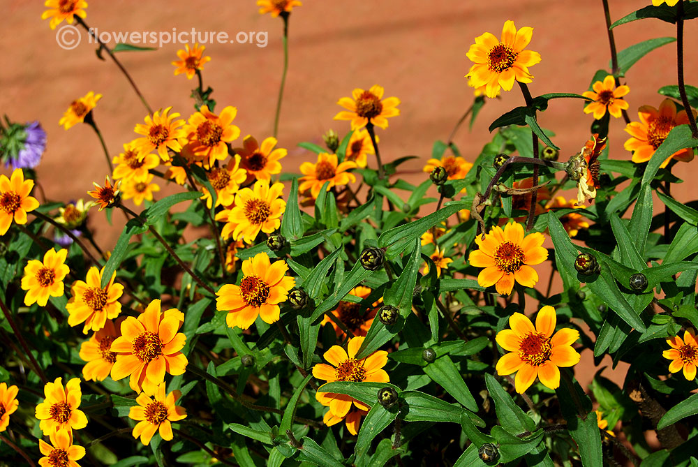 Zinnia soleado borders